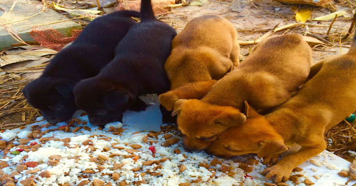 Krmí přes 80 opuštěných psů, protože neunese myšlenku, že by hladověli