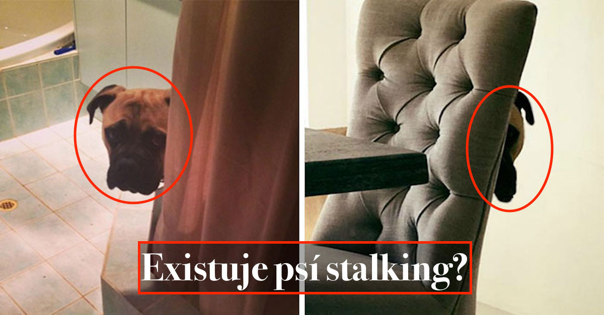 Psí stalking? „Sleduje mě neustále, úplně mě to děsí.“