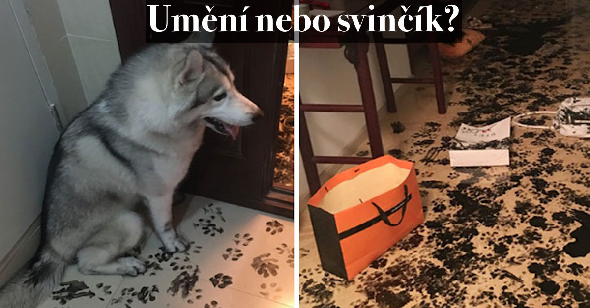 Rodina odešla od huskyho na 3 hodiny, ten jim na oplátku „vyzdobil“ celý byt