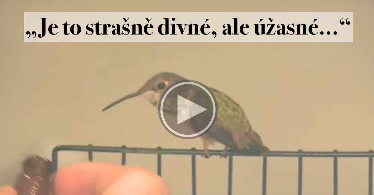 Přeživší kolibřík odmítal opustit psa, který mu zachránil život