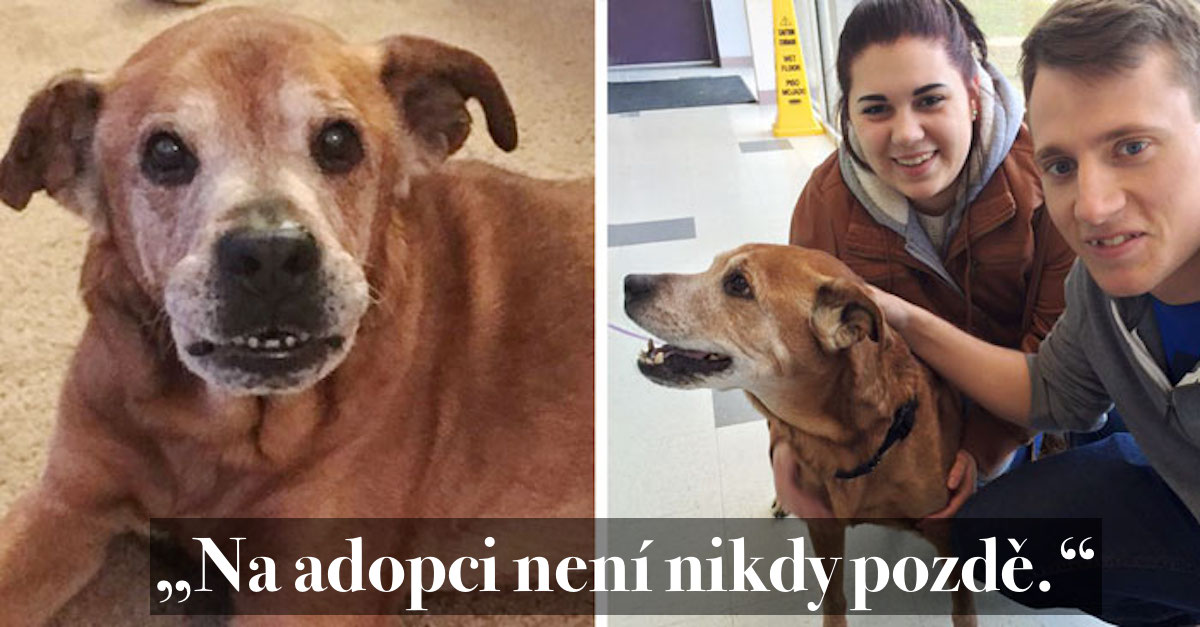 Mladý pár před Vánoci navštívil útulek, aby daroval drobný příspěvek, ale nakonec adoptoval 17ti letého psa