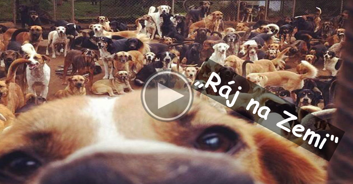 „Země opuštěných psů“ v Kostarice je sedmé nebe (nejen) pro všechny nechtěné psy