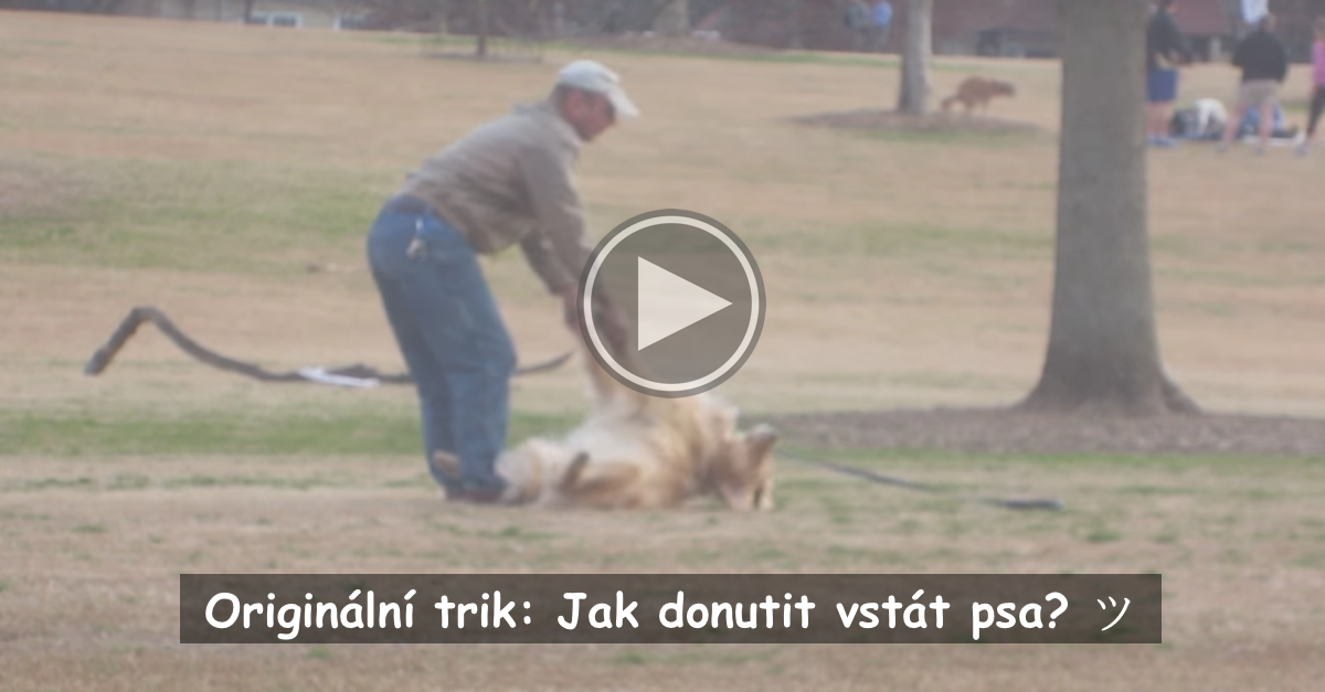 Chytrý pes hraje mrtvého, aby si v parku mohl hrát déle ツ