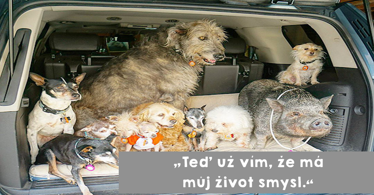 Muž zasvětil svůj život starým psům, které nikdo nechtěl