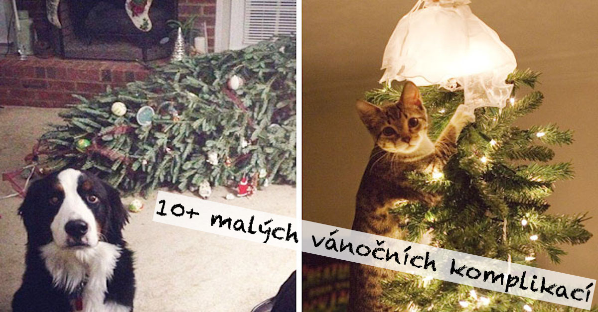 10+ psů a koček, které zruinovali vánoční stromeček