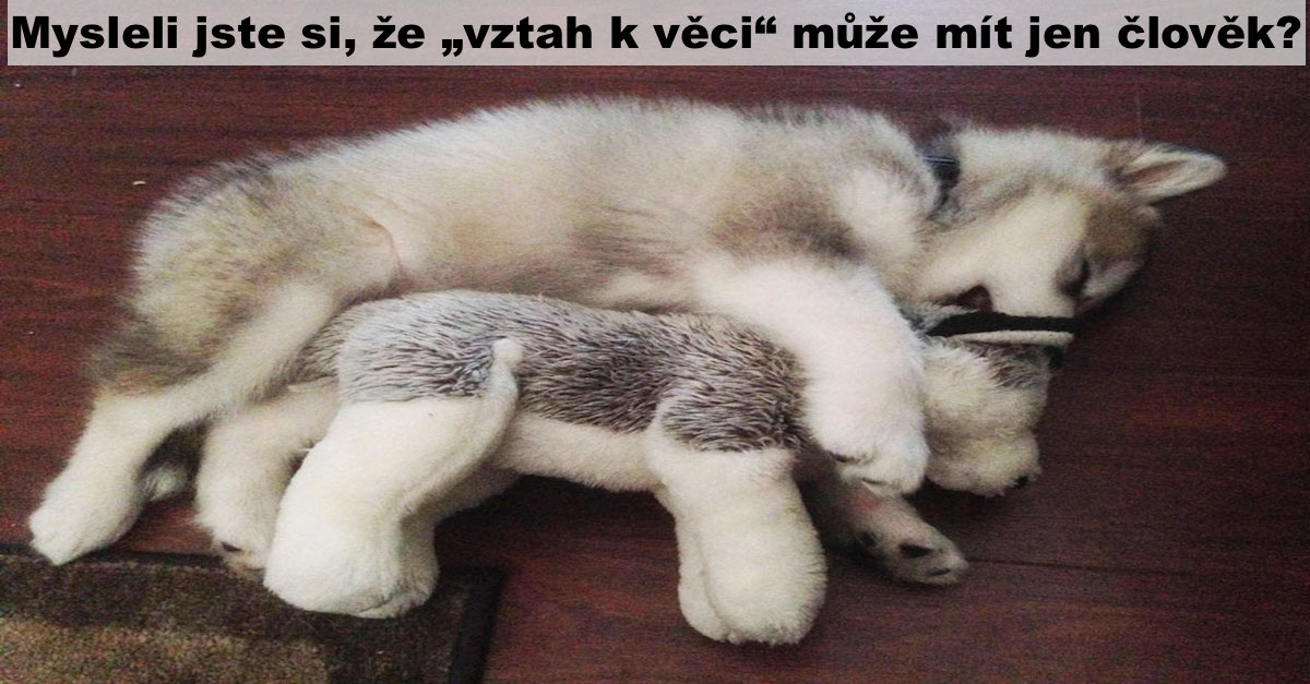 PŘED A POTÉ: Tenhle pes rozcupoval všechny plyšáky, kromě tohohle…