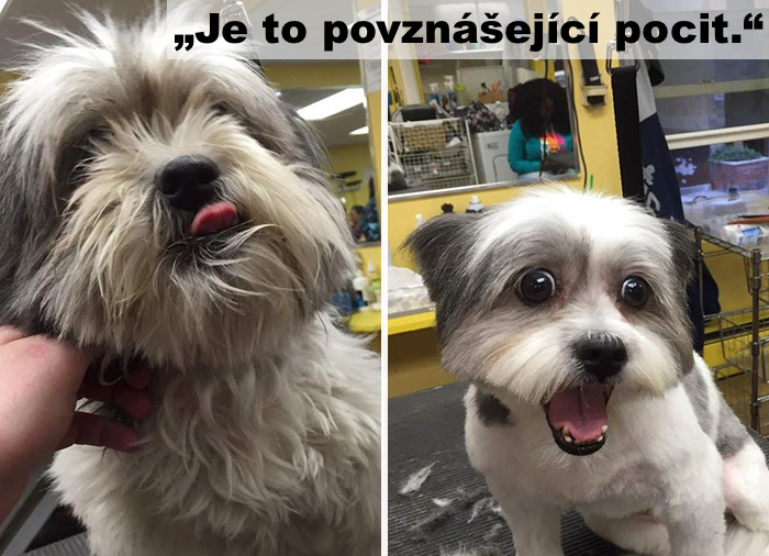 Muž zdarma stříhá psy v útulku, díky tomu mohou najít nový domov