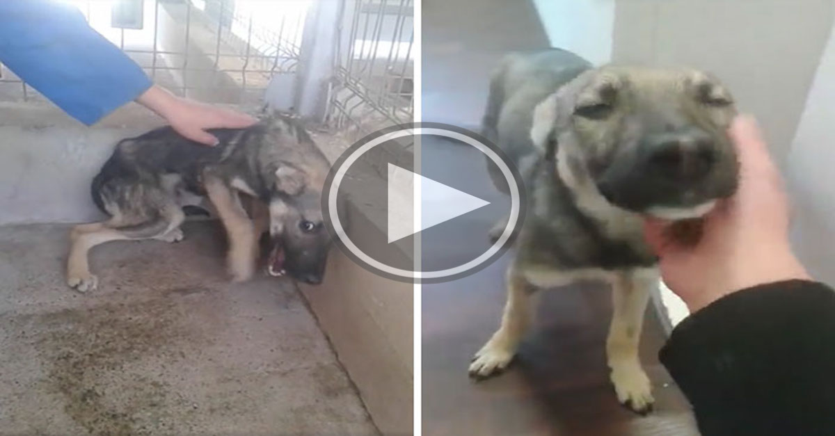 Byl týraný, děsil se lidského doteku, nyní je z něj šťastný mazel