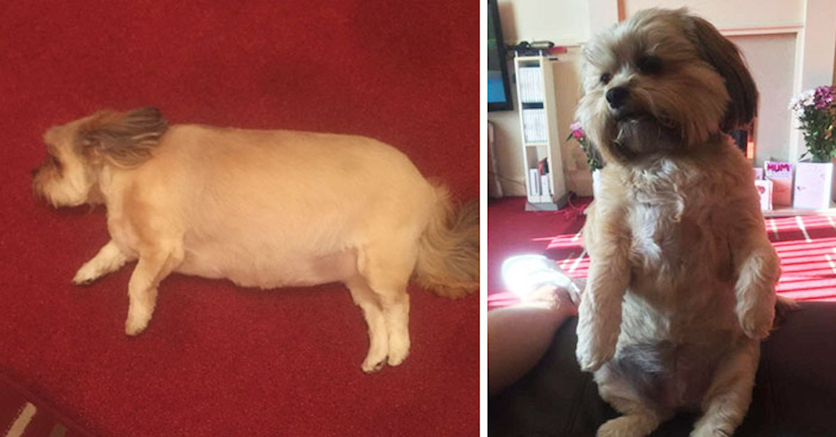 Pes snědl celou štědrovečerní večeři, poté se chudák nemohl hýbat