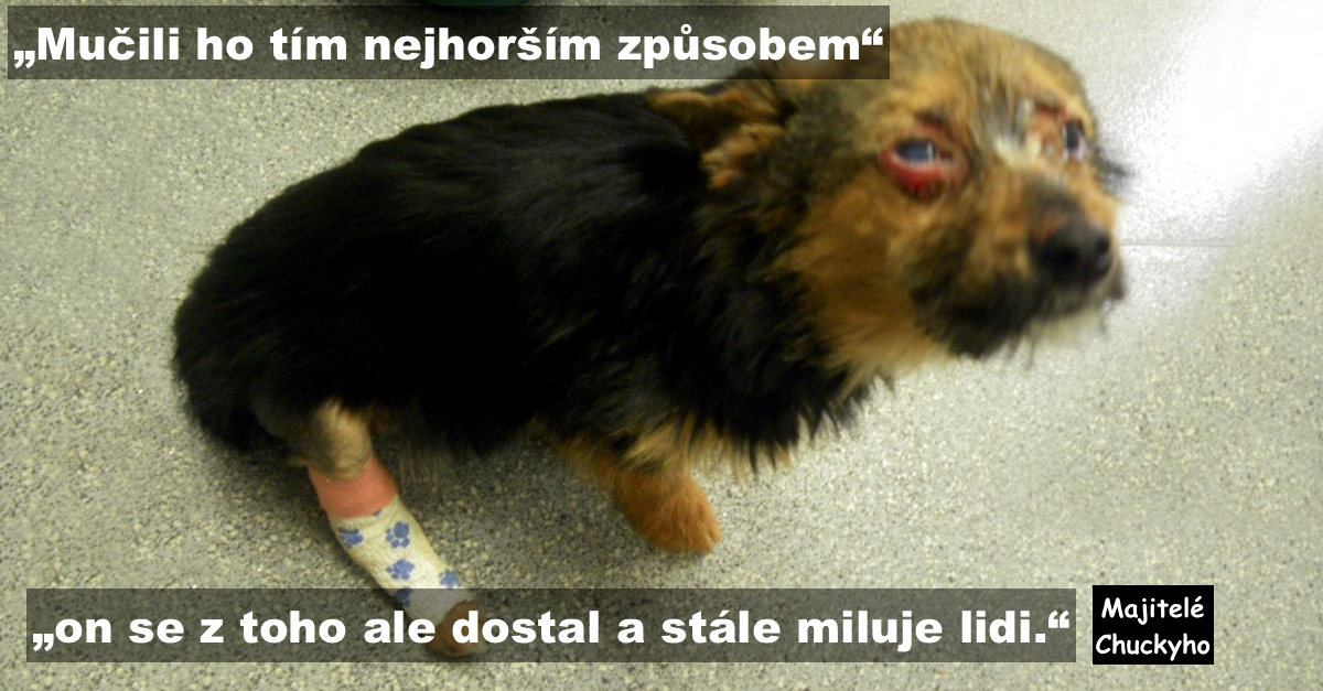 Puberťáci mučili psa, zlomili mu nohy a chtěli ho upálit, pes přežil a neztratil důvěru v lidi