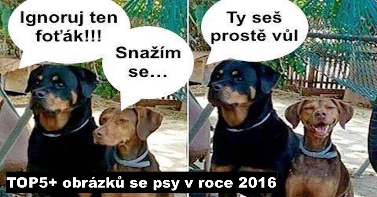 5+ obrázků se psy, které Vás nejvíce pobavily (2016)
