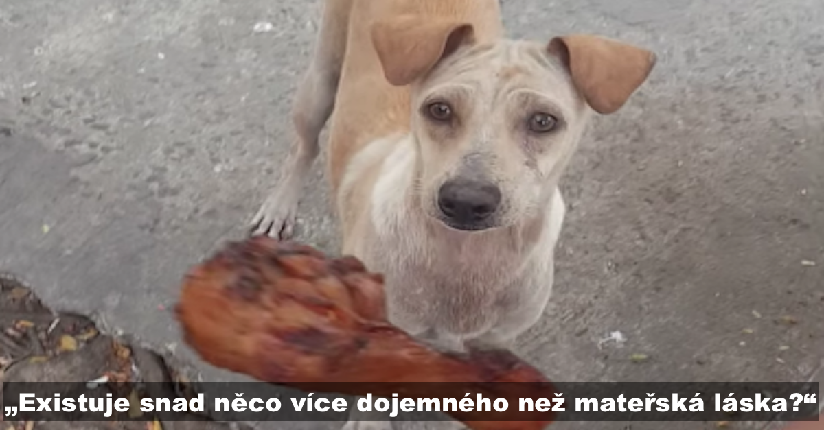 Hladovějící fence dal jídlo, ona ho odmítla sníst, a tak šel za ní, aby pochopil...