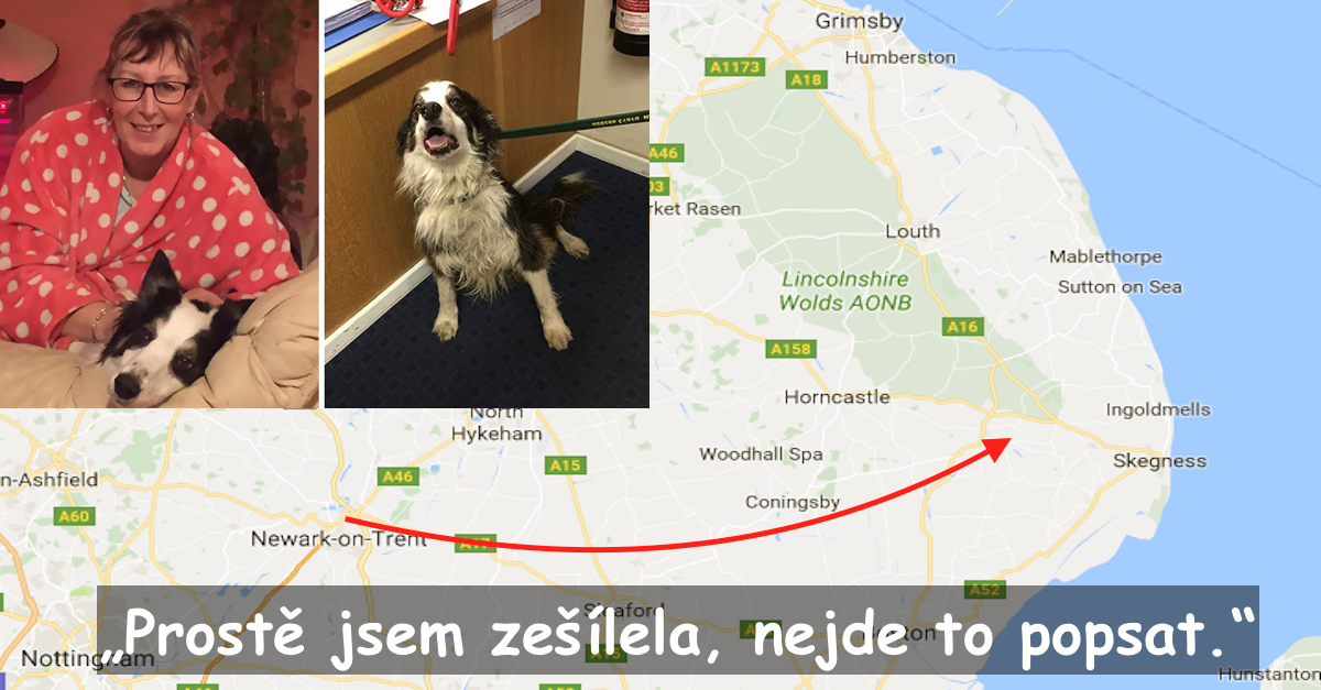 Neuvěřitelný příběh o psovi, který ušel přes 80 km během 2 měsíců, aby našel své majitele