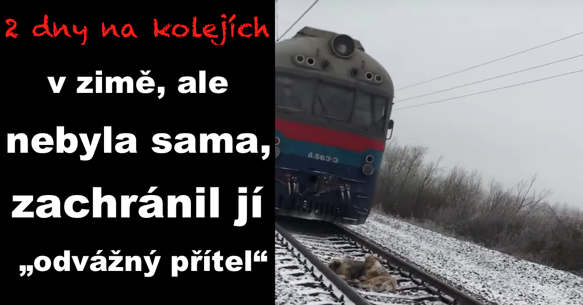 Tenhle pes byl natolik zraněný, že nemohl pryč z kolejí, jeho přítel ho ani vstříc vlaku neopustil (+ hloupý kameraman)