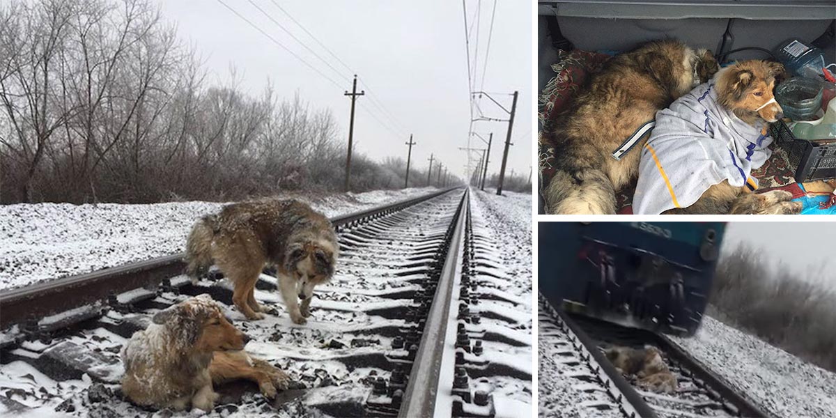 Tenhle pes byl natolik zraněný, že nemohl pryč z kolejí, jeho přítel ho ani vstříc vlaku neopustil (+ hloupý kameraman)