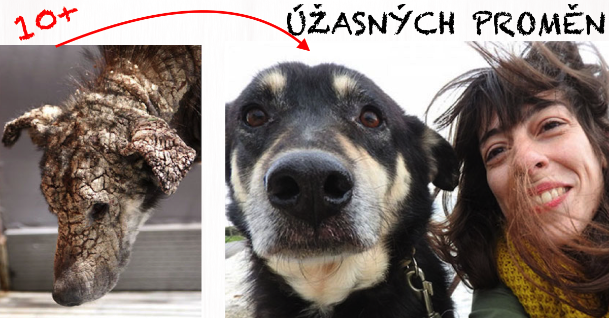 10+ PŘED A POTÉ: Neuvěřitelné proměny zachráněných psů