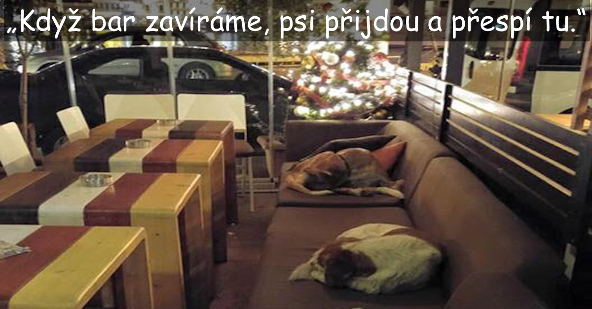 Tahle kavárna dává pouličním psům nocleh, a to každý den, když zákazníci odejdou. Už 3 roky!