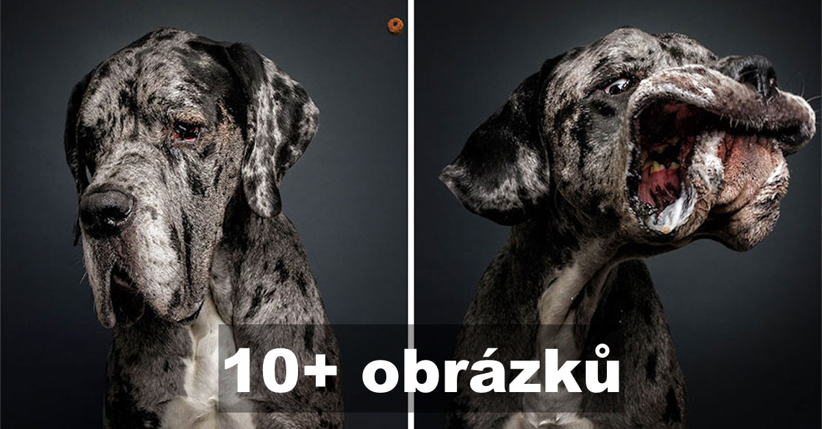 Úžasné výrazy psů, kteří se snaží chytit pamlsky (10+ obrázků)