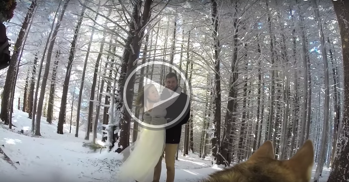 Novomanželé nechali video ze svatby natočit jejich psa, výsledek je lepší než většina svatebních videí