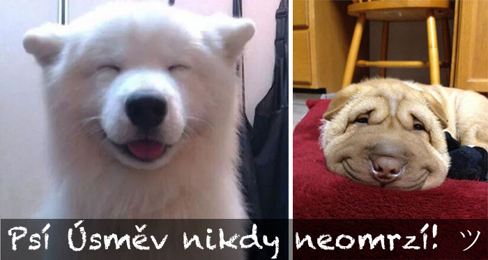 Nejšťastnější psi, kteří dokazují, že PSÍ ÚSMĚV nikdy neomrzí! ♡ (15 obrázků)
