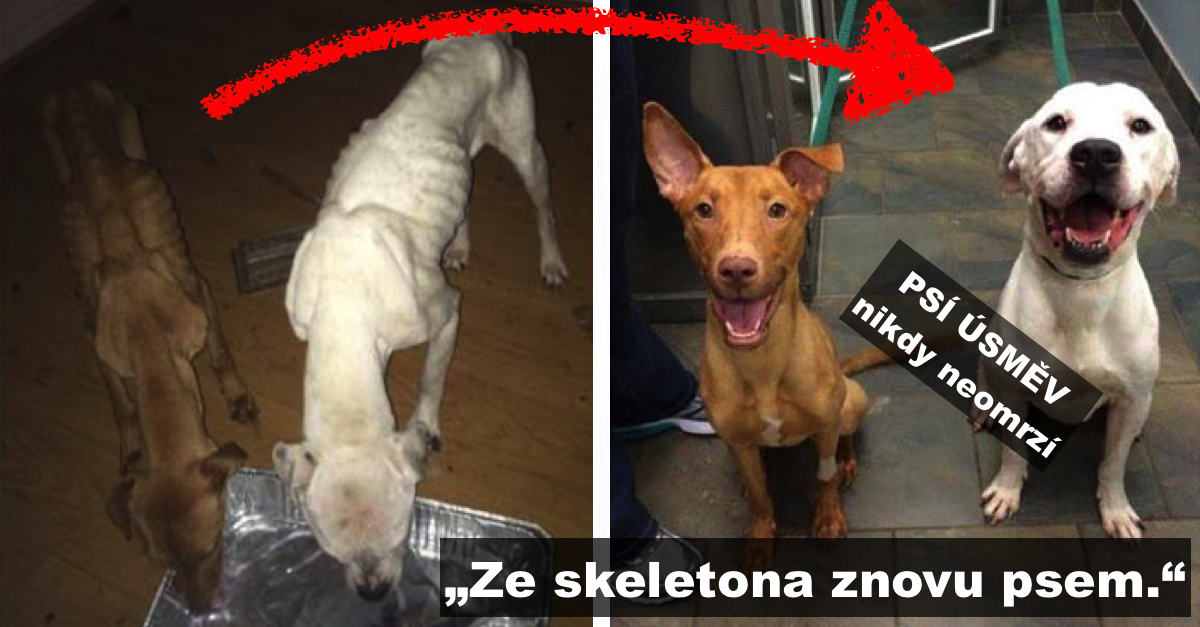 „Z kostlivce znovu psem.“ Úžasná přeměna dvou psů, které Ema našla před policejní stanicí