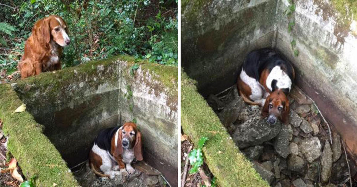 Pes strávil u svého kamaráda v pasti přes TÝDEN, až poté dorazila pomoc
