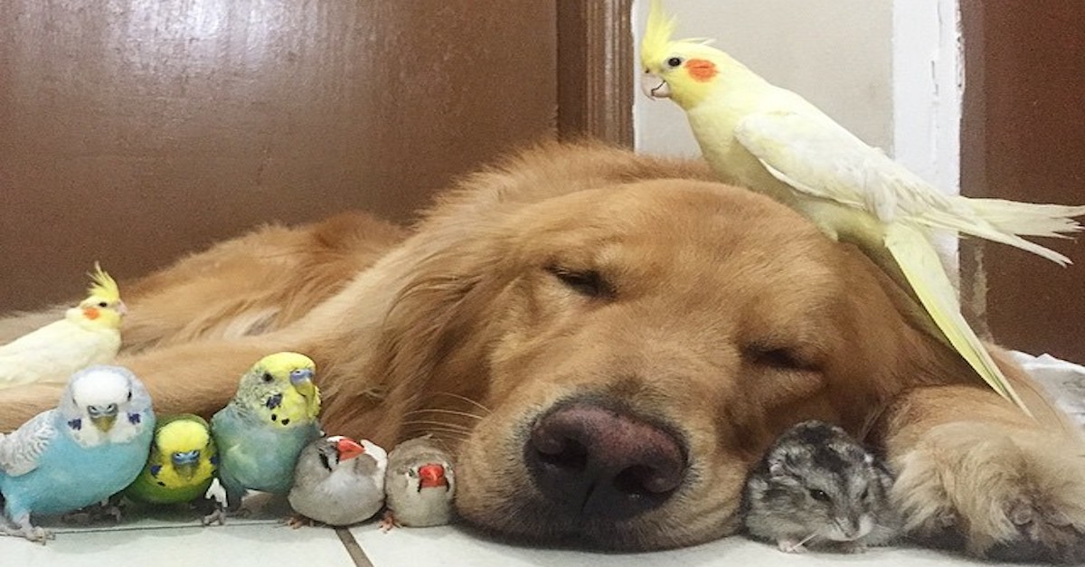Zlatý retrívr, 8 ptáků a křeček vytváří úžasné a nejneobvyklejší přátelství vůbec!