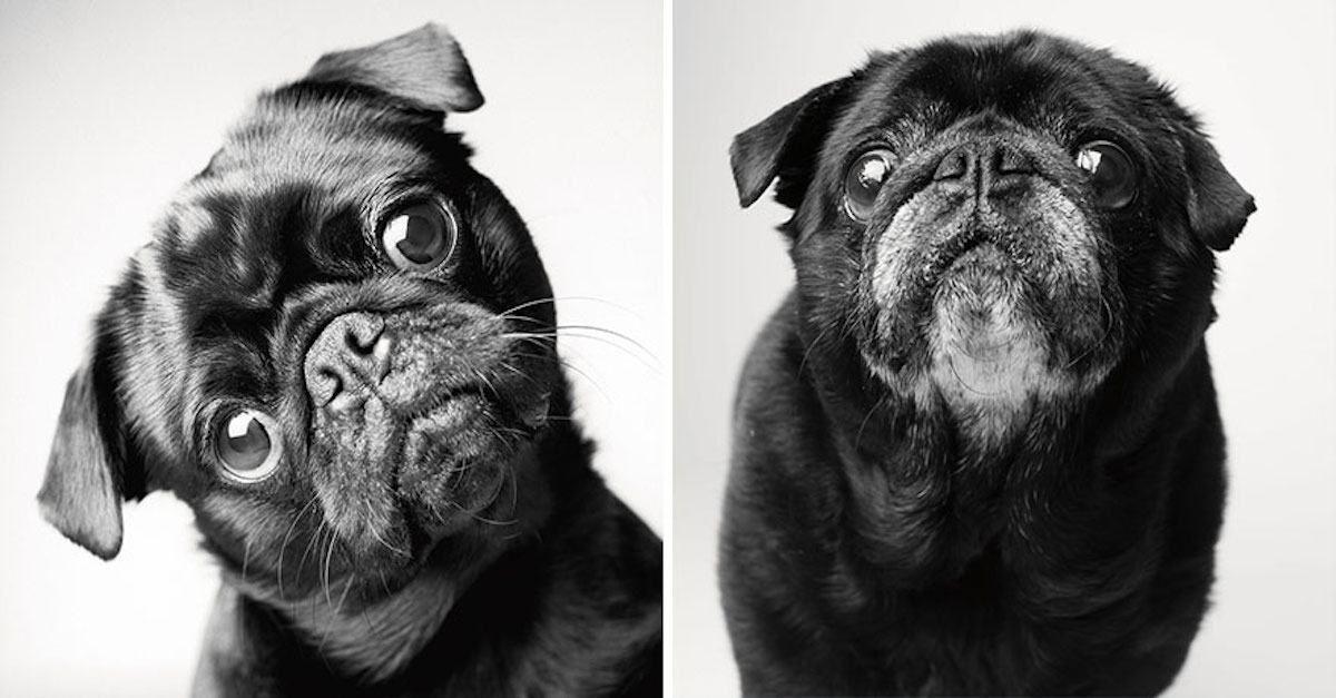 Dojemné obrázky dospívání psů aneb jak se změnili od štěněte po dospělého psa
