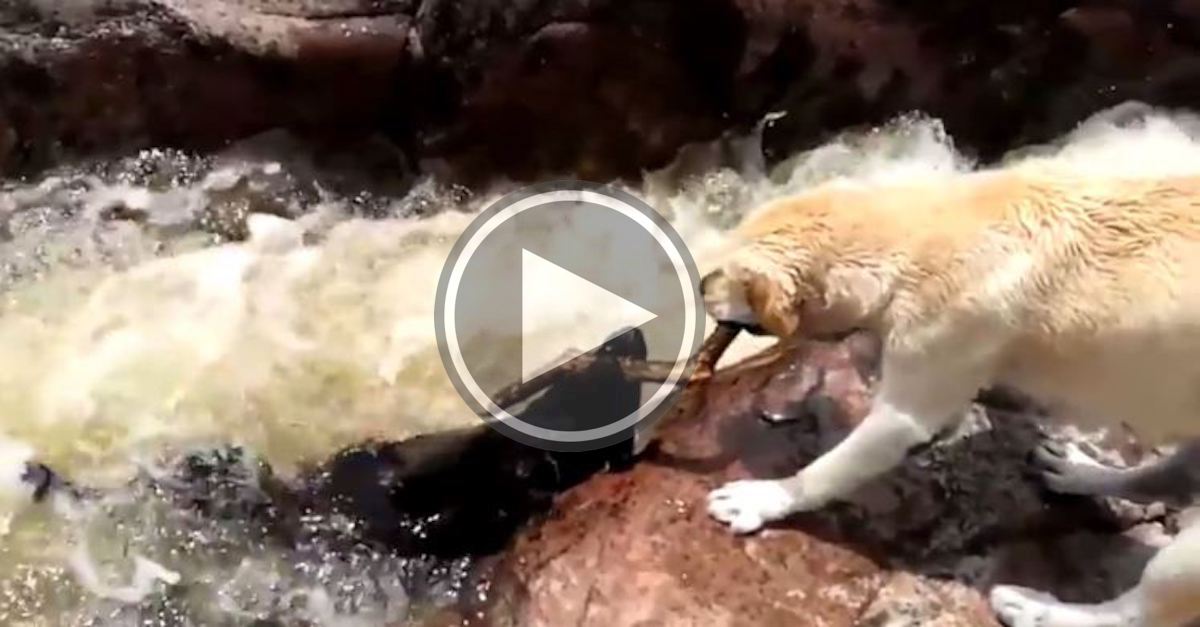Pes zachránil svého kamaráda před tím, než ho smetly peřeje (VIDEO)
