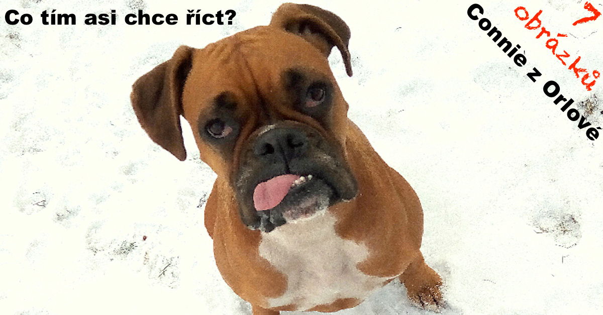 5+ fotek psa, který na Vás bude celý život vyplazovat jazyk!