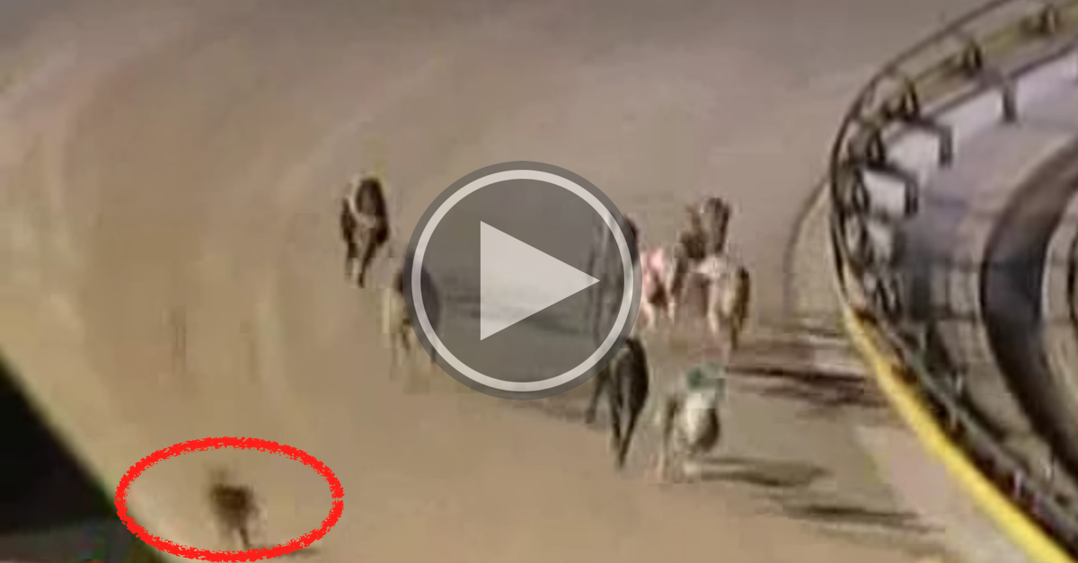 Odvážný zajíc narušil závod chrtů (VIDEO)