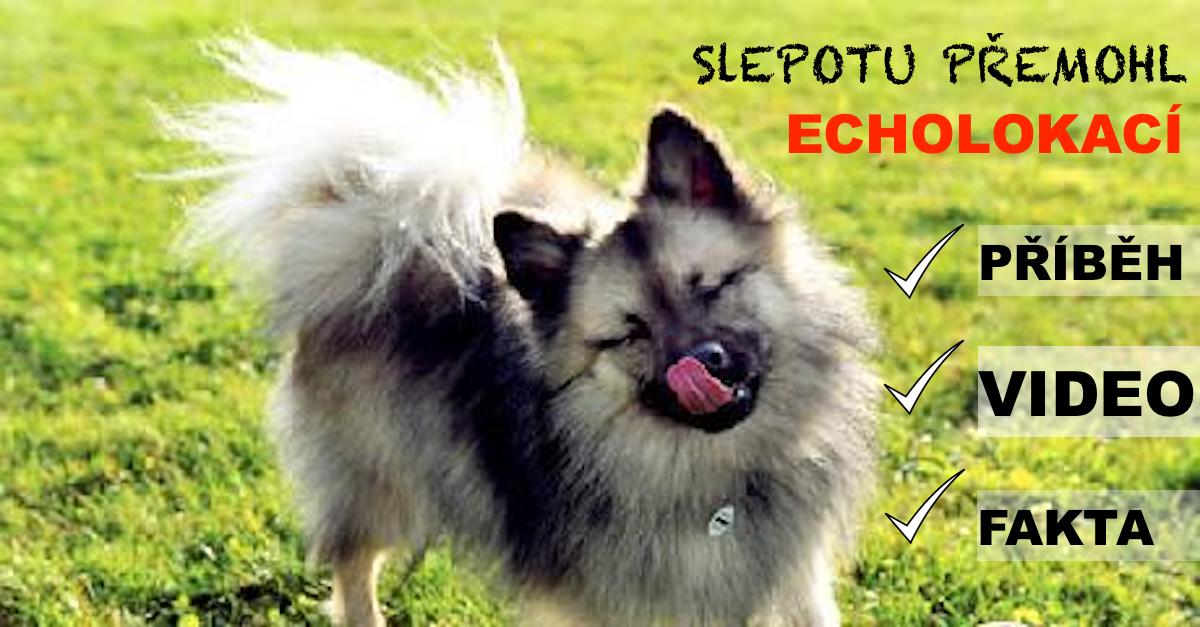 Pes přemohl slepotu, echolokací