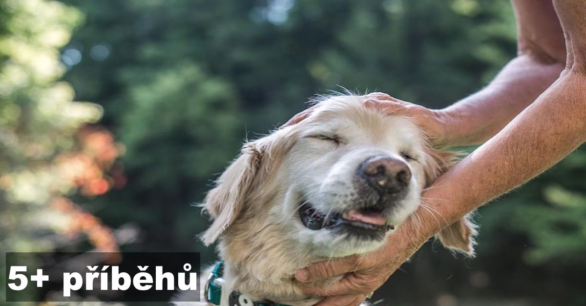 Zachycuji zvláštní pouto mezi starými psy a lidmi, kteří je milují 