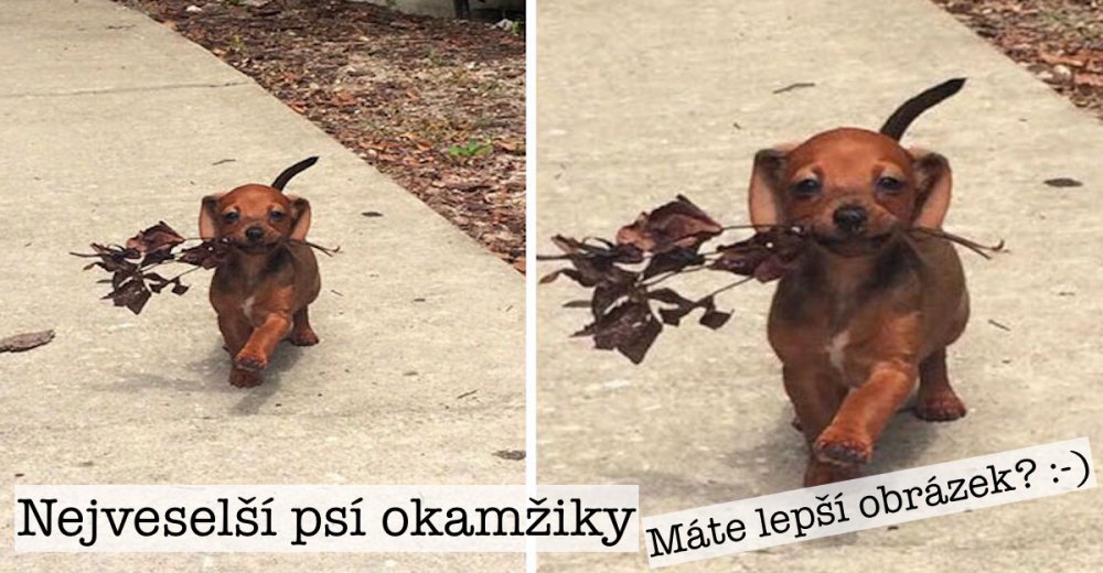 10+ nejveselejších psích okamžiků, které Vám vytvoří úsměv od ucha k uchu