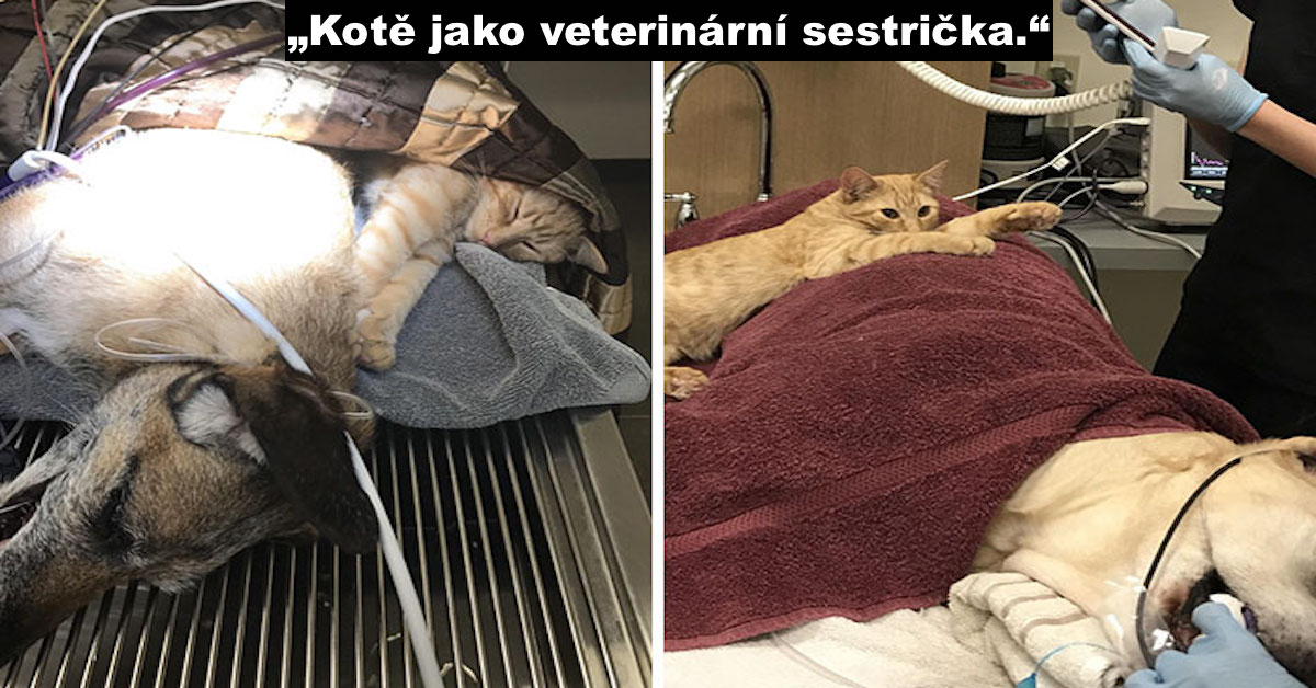 Na veterinární klinice přijali kočku jako sestru. Uklidňuje ustrašené psy