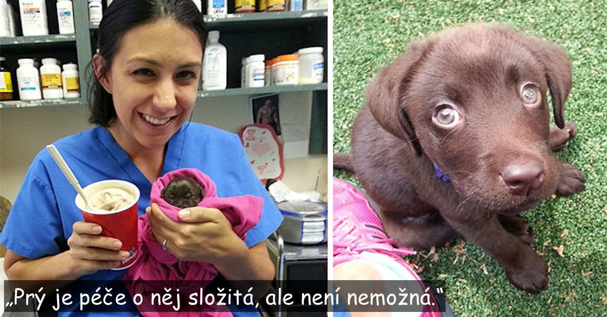 Veterinář zachránil čokoládového labradora, ne většího než šálek čaje, poté se ho nemohl vzdát