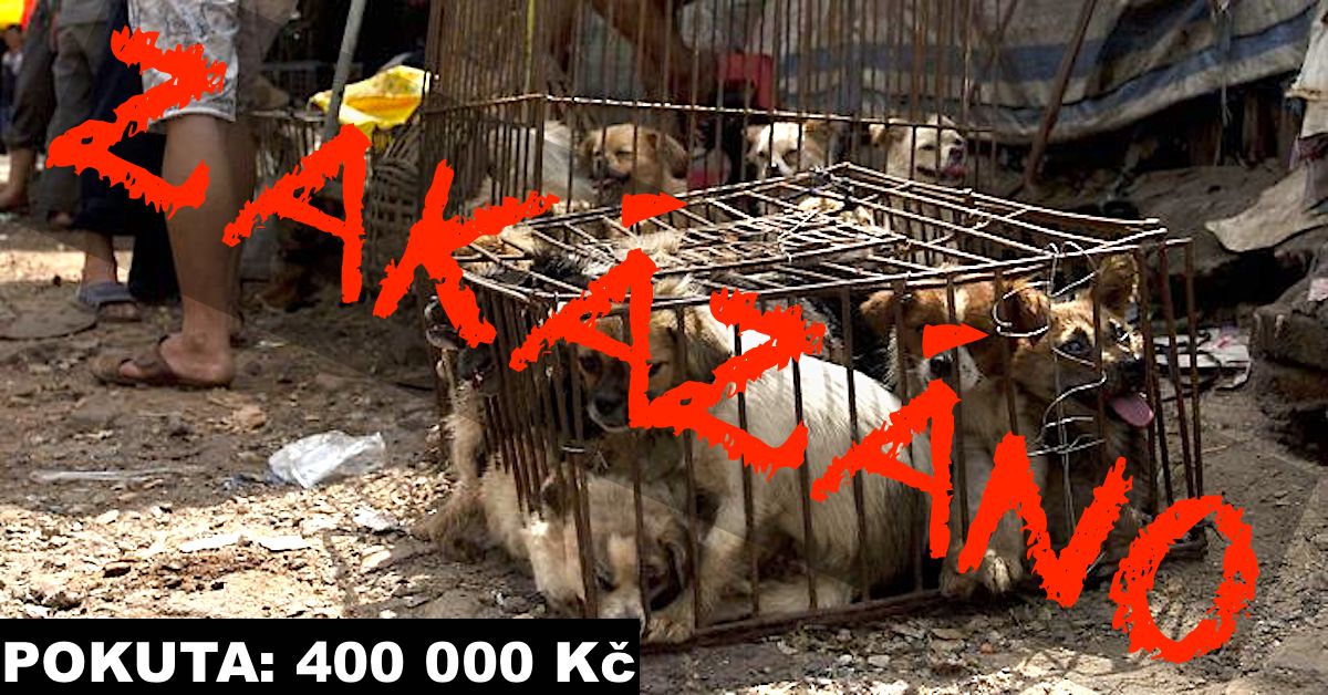 Festival psího masa v Číně konečně ZAKÁZÁN! Můžeme slavit?