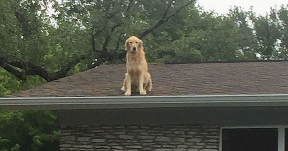 Rodina podává vysvětlení, proč jejich pes tráví čas na střeše. Ze zlatého retrívra se stala internetová hvězda…