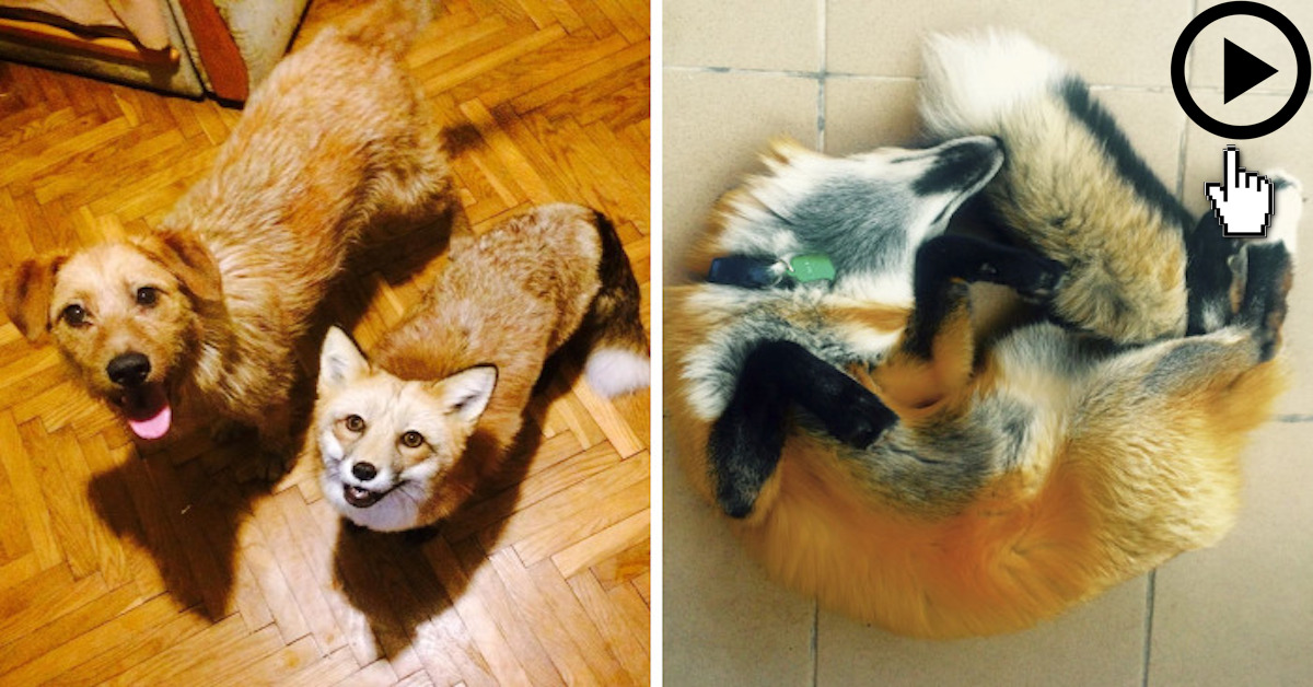 Po záchraně lišky z kožešinové farmy se rozhodli, že potřebuje nového přítele