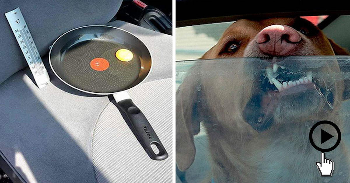 V horkém dni dal vajíčka do auta, aby upozornil, že pes v autě nesmí čekat ani pár minut