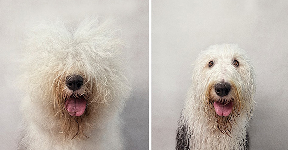Suchý pes, mokrý pes: Fotograf vytváří nevšední fotoalbum