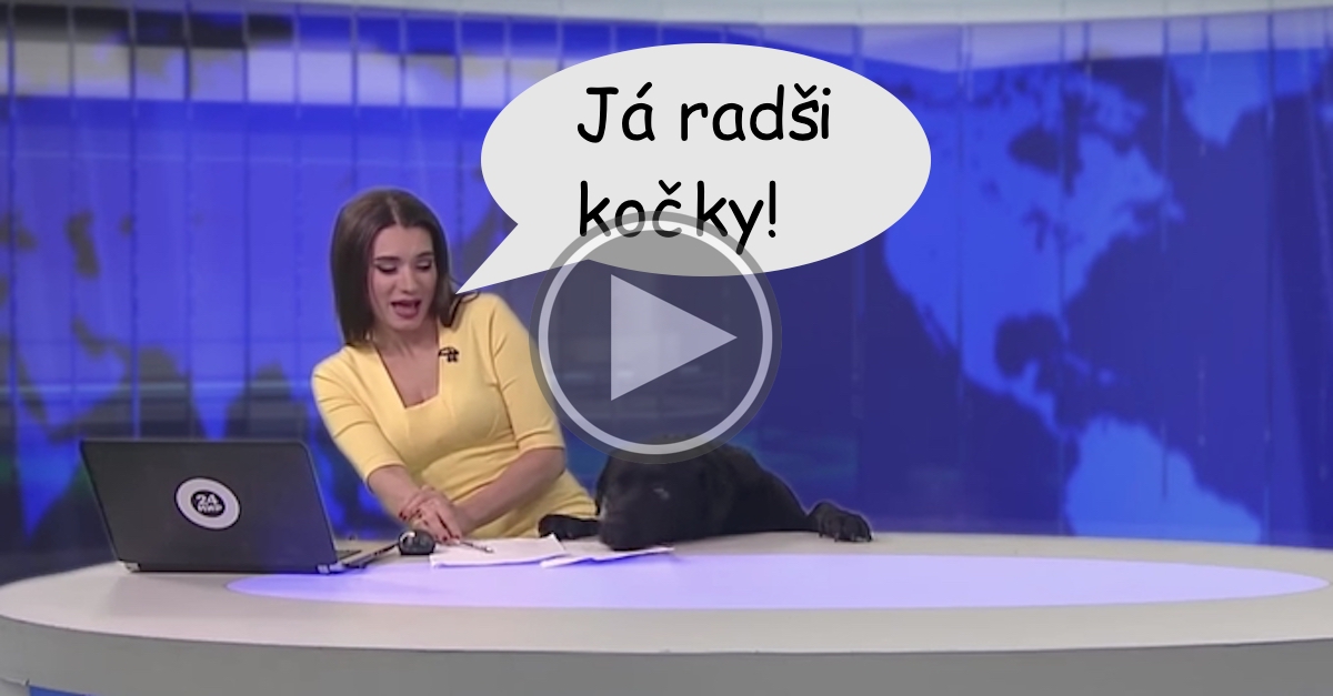 Pes „narušil“ živé vysílání Tv zpravodajství