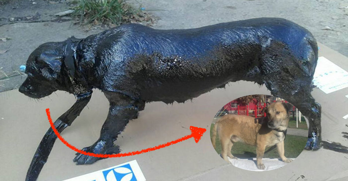 Dva kluci zachránili psa pokrytého ropou, nyní „vypadá jako nový“