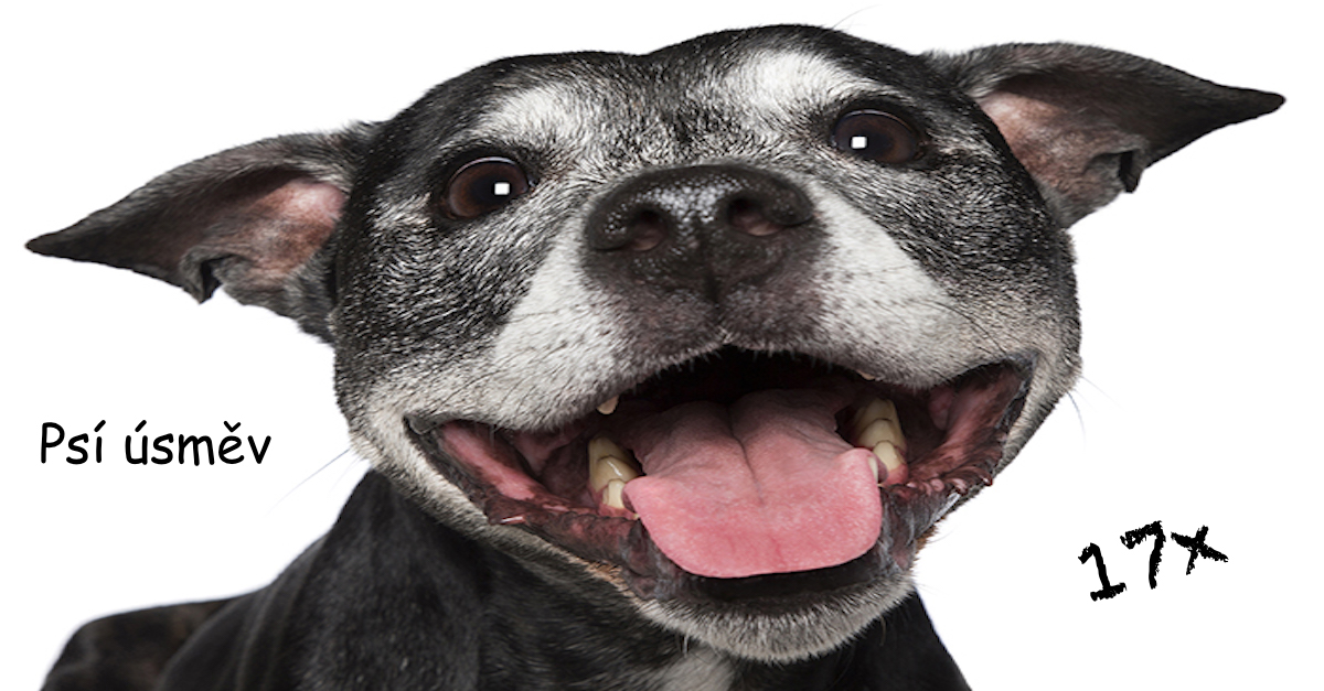 „Bláznivá psí dáma“ fotí psí úsměv, aby se lidé také smáli