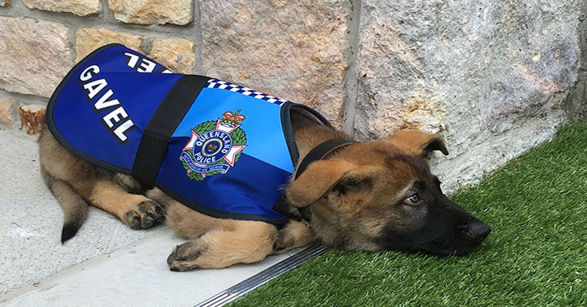 Policejní pes „dostal padáka“, protože byl příliš přátelský, ale nakonec dostal ještě lepší práci