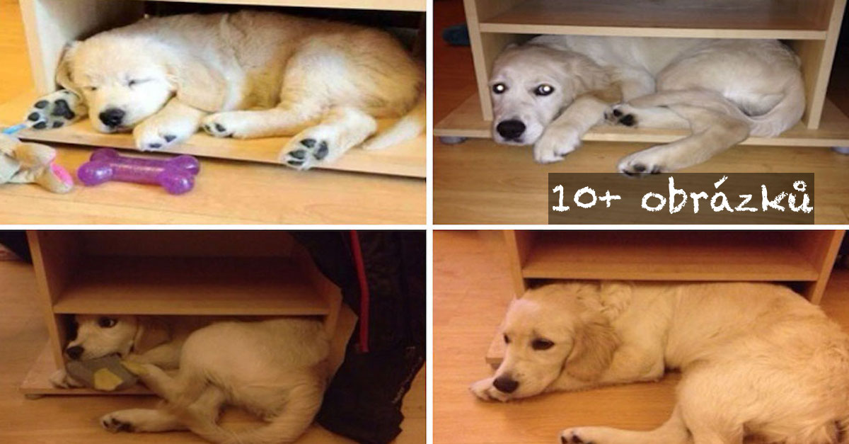 PŘED a POTÉ: Naši nejlepší přátelé