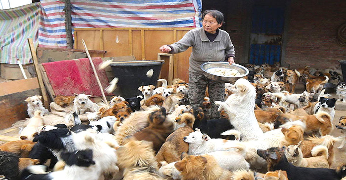 Každý den vstávají ve 4 hodiny ráno, aby nakrmily svých 1300 psů