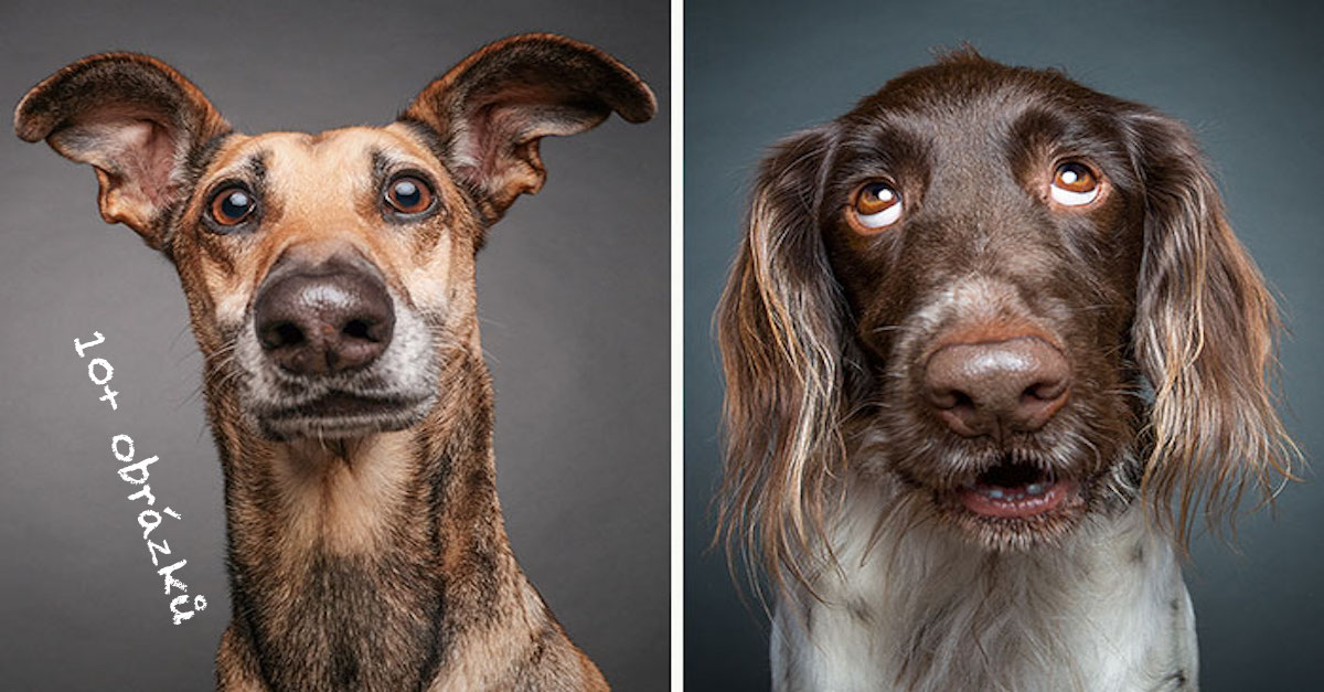 Psi zpochybňují inteligenci fotografa
