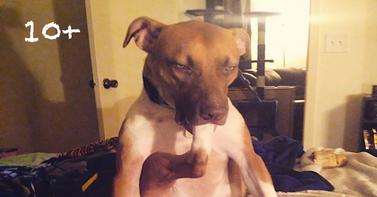 10+ povedených obrázků psů, kteří se chovají opravdu zvláštně…