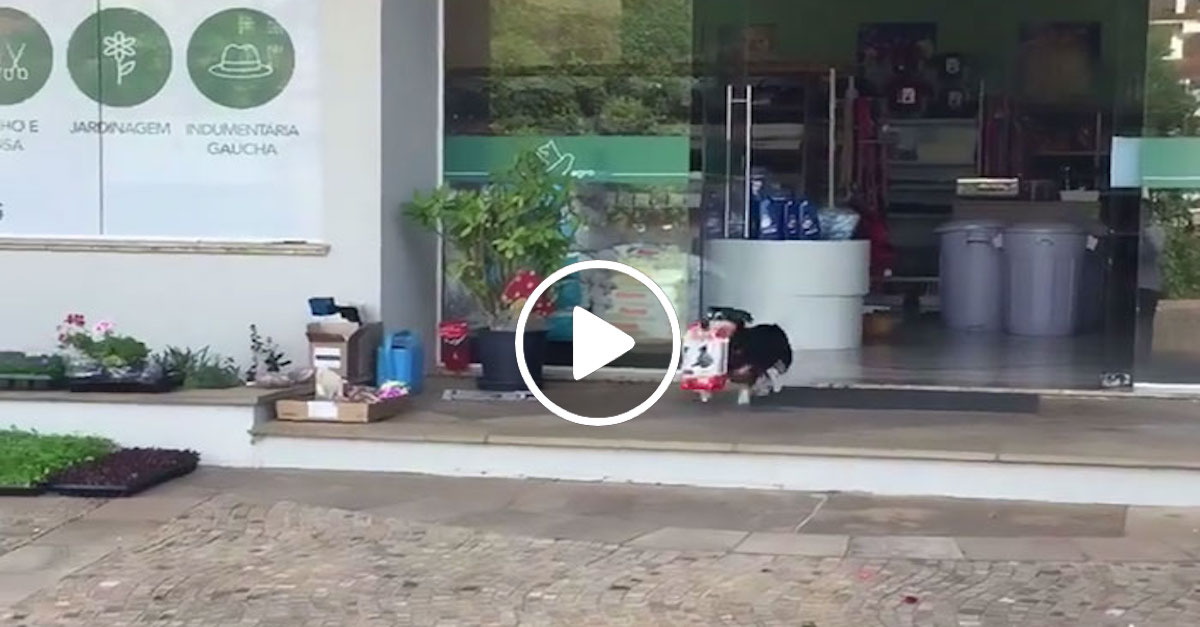 Tenhle pes chodí každý den nakupovat úplně sám, domů přinese pytel dobrot